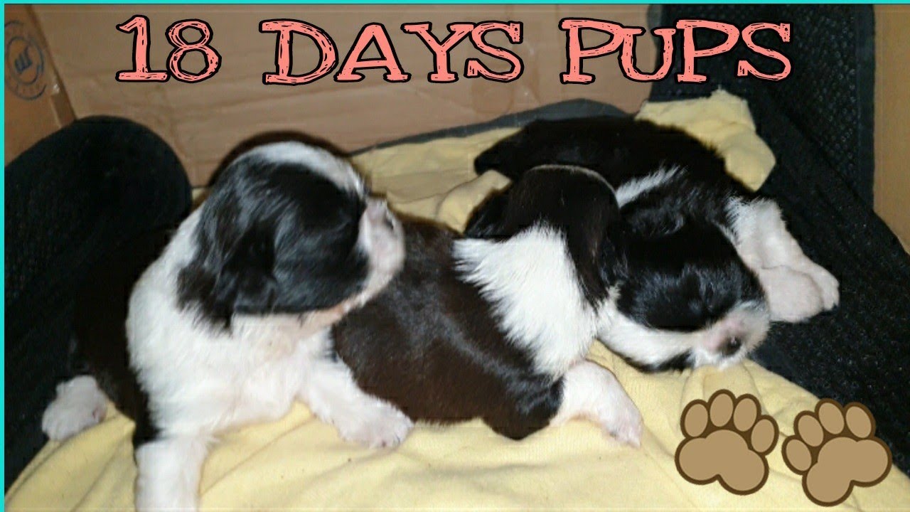 SHIH TZU PUPPIES 18 DAYS OLD |Mark Marcellano