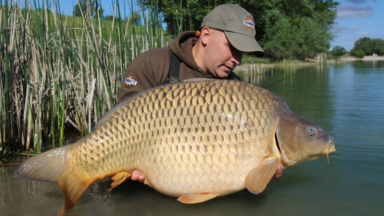 Praktični ribolov - šaranski ribolov na jezeru Zajarki / carp fishing lake Zajarki