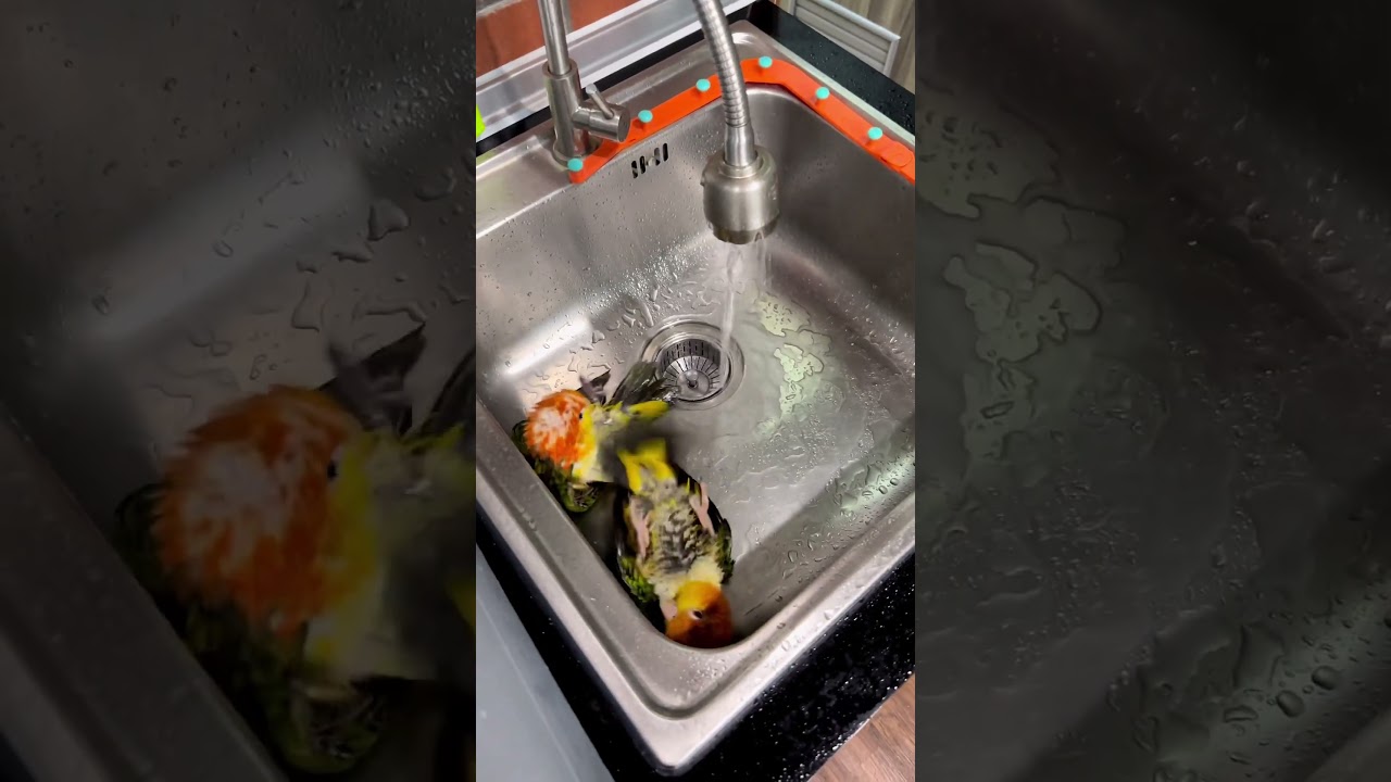 Tik tik Bath Time || Birds Taking Shower || #shortsfeed #bird #ytshorts #parrot #shorts #shortvideo