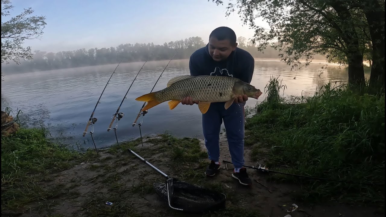 Pecanje divljeg šarana - rijeka Drava - Caramel!!!!