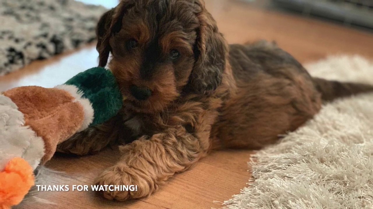 New puppy: First days at home! Apollo the Cockapoo