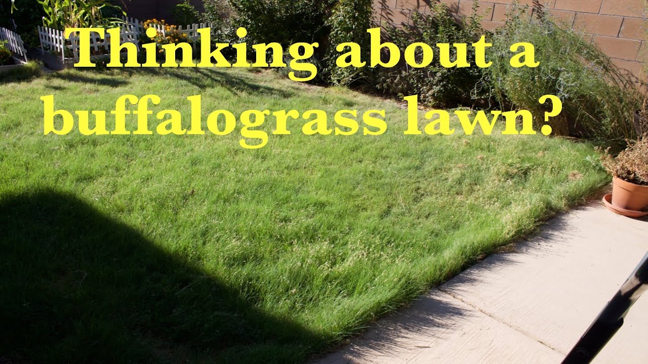 Thinking About a Buffalograss Lawn?