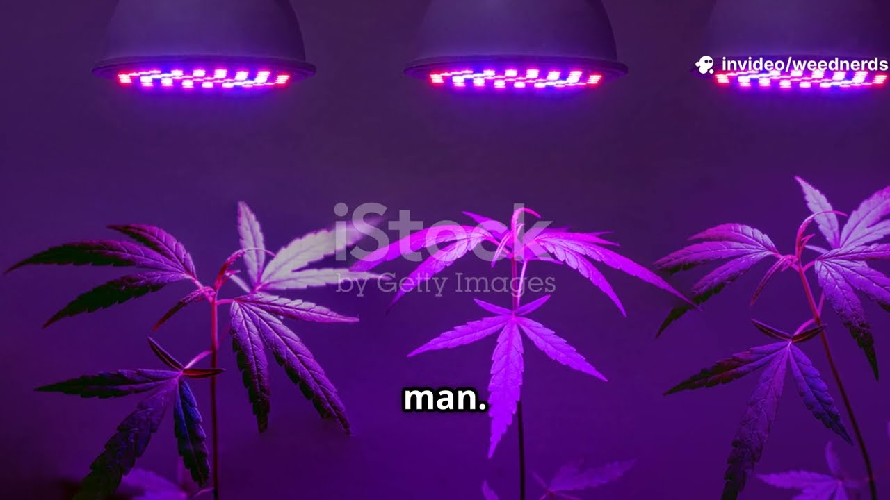 Reverse Flower or Re-Veg Like a Boss: Monster Cropping 101