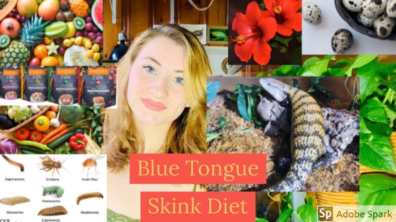 Blue Tongue Skink Diet!