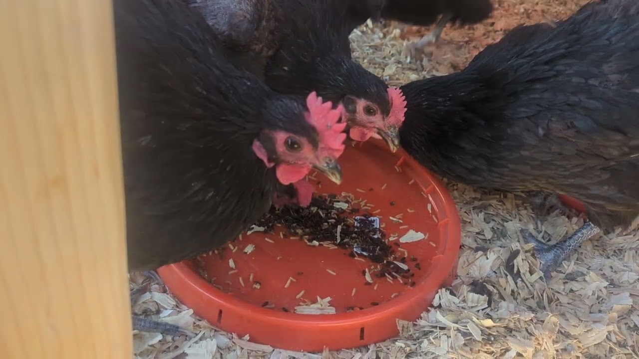 My chickens are spoiled, no dried mealworms anymore they say.