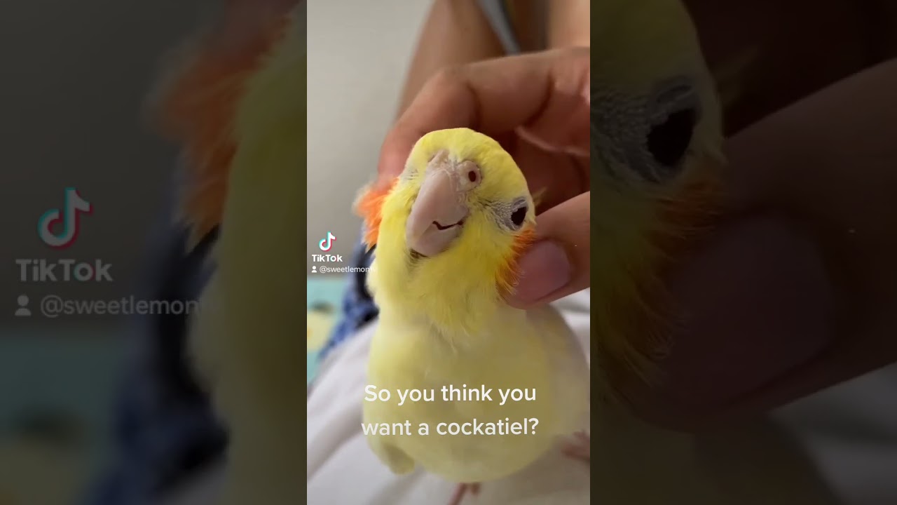 We're cute but SASSY 😂 #cockatiel #parrot #birbs #youtubeshorts #pets #ytshorts #cutebirds