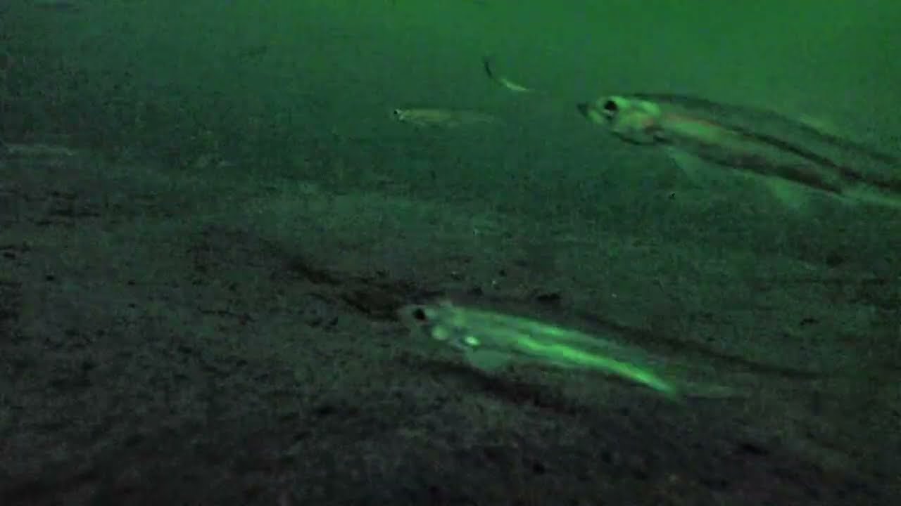 阿寒湖 ワカサギ 水中映像 GoPro沈めてみた