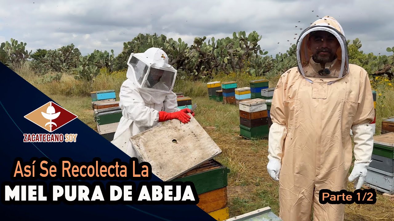 LAS ABEJAS HAN TERMINADO SU PRODUCCIÓN Es hora de cosechar