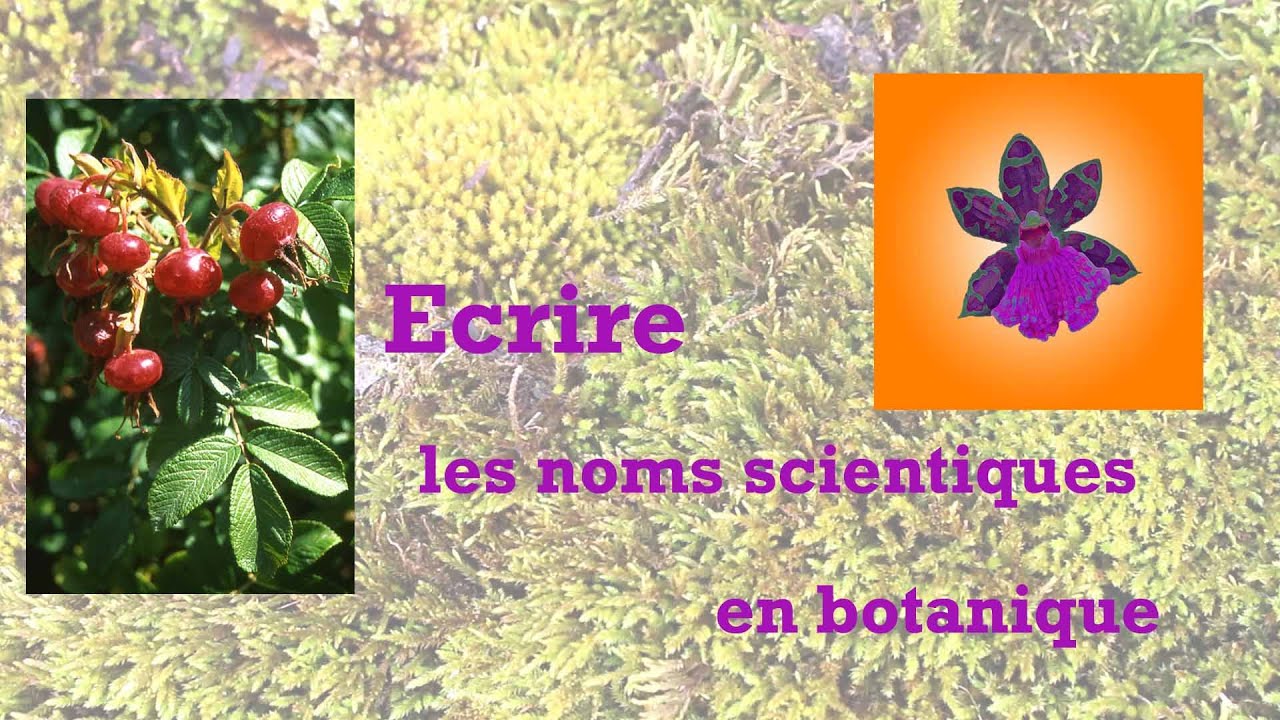 Écrire les noms scientifiques en botanique