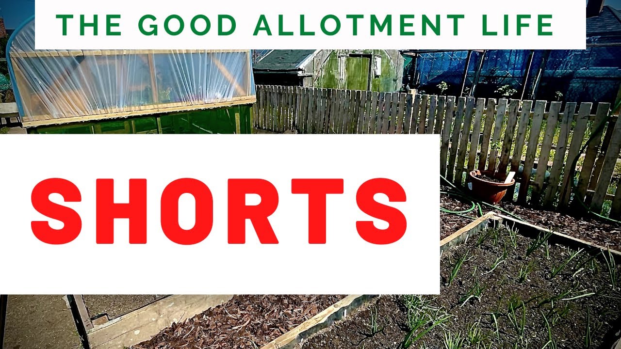 How to build an allotment shed (Very cold first day) #shorts #allotment #gardening #gardeningtips