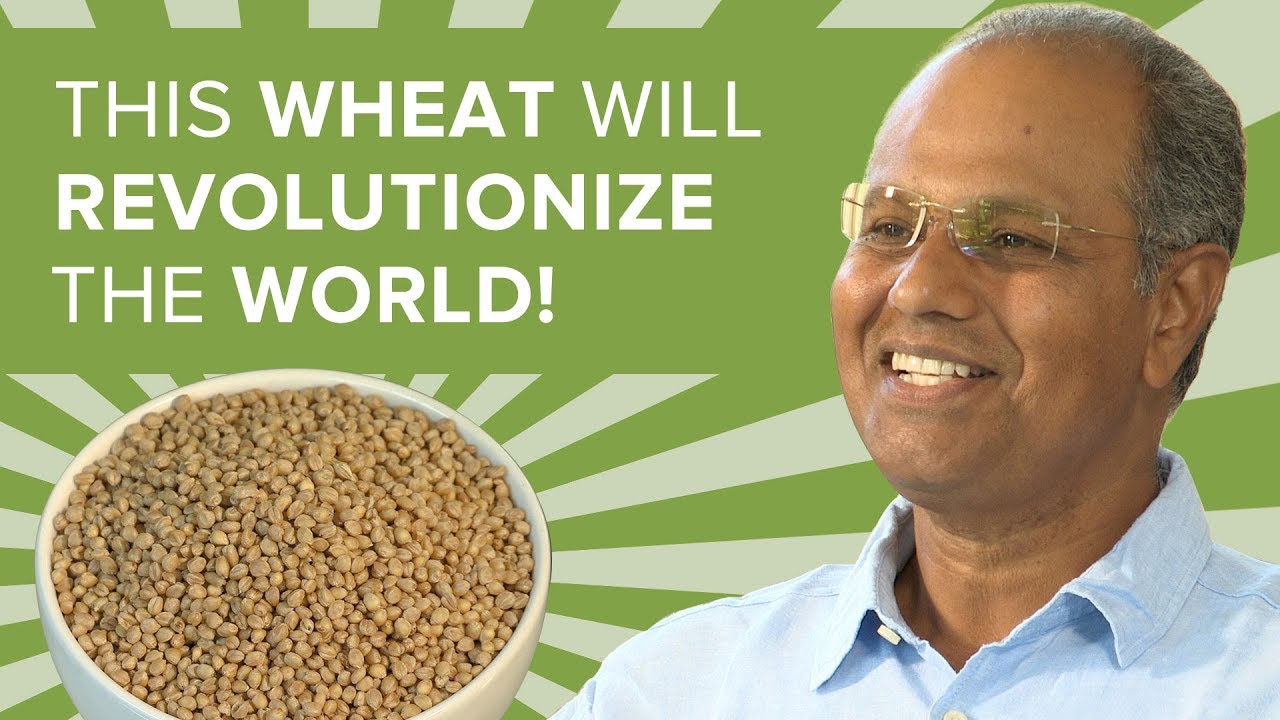 The Wheat That Promises The Second Green Revolution | The Art Of Living