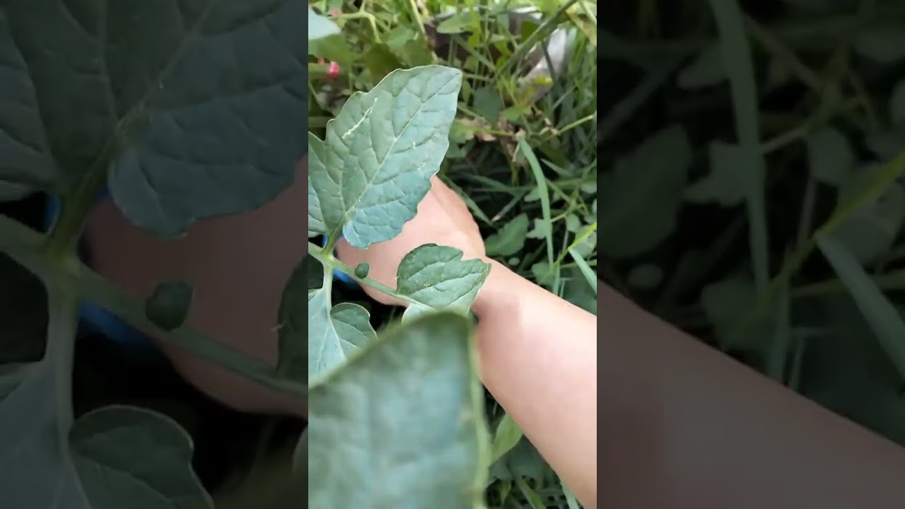 ตัดแต่งใบให้ต้นมะเขือเทศ