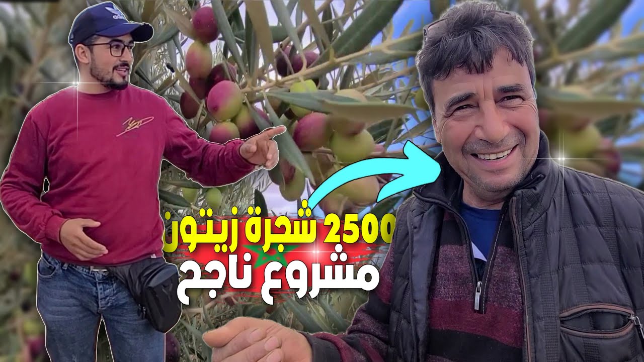 من أرض قاحلة إلى ضيعة منتجة 🇲🇦 قصة نجاح مشروع 2500 شجرة زيتون على لسان السي مصطفى بإقليم بركان