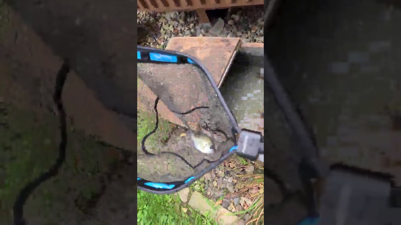 PLUSINNO Floating Fishing Net Review, Nice portable net!