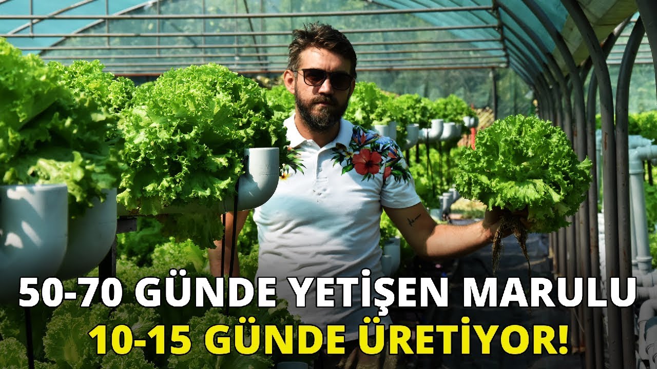 Suda marul yetiştirip, üretim hızını 3 kat artırdı