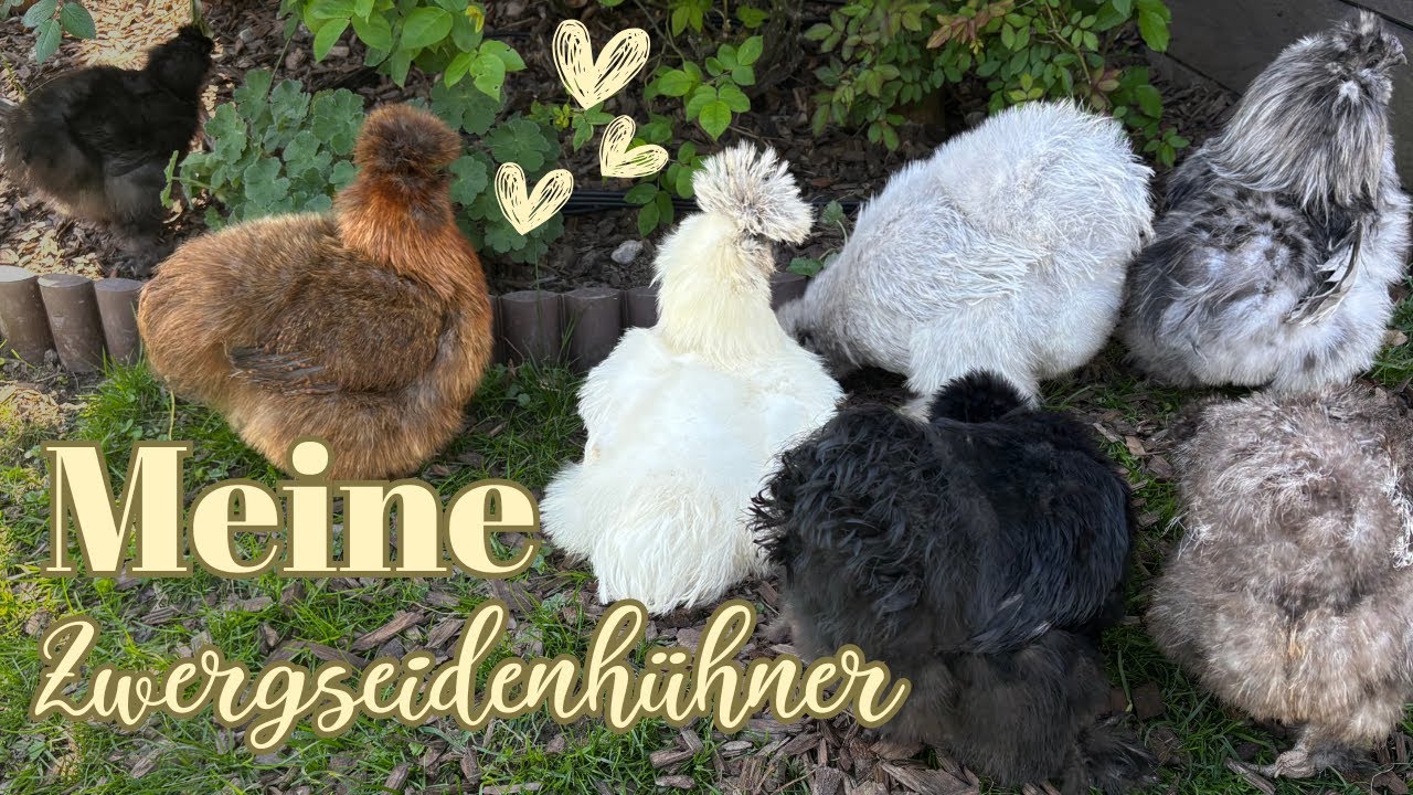 Meine Zwergseidenhühner - die flauschigsten Hühner der Welt