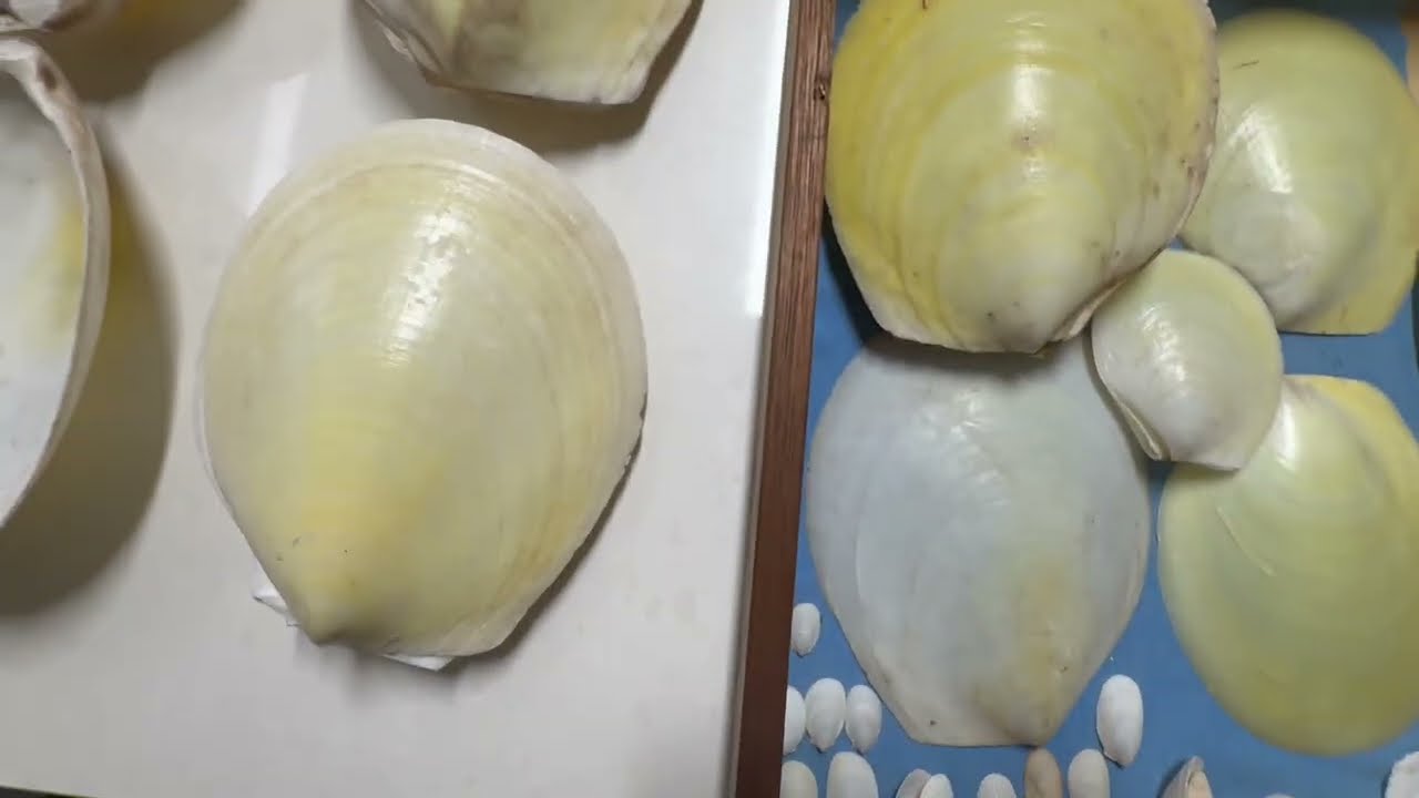 My seashell collection museum Video 44: Limidae, Donacidae, Trigonodae, Cuspidaridae, Lucinidae…
