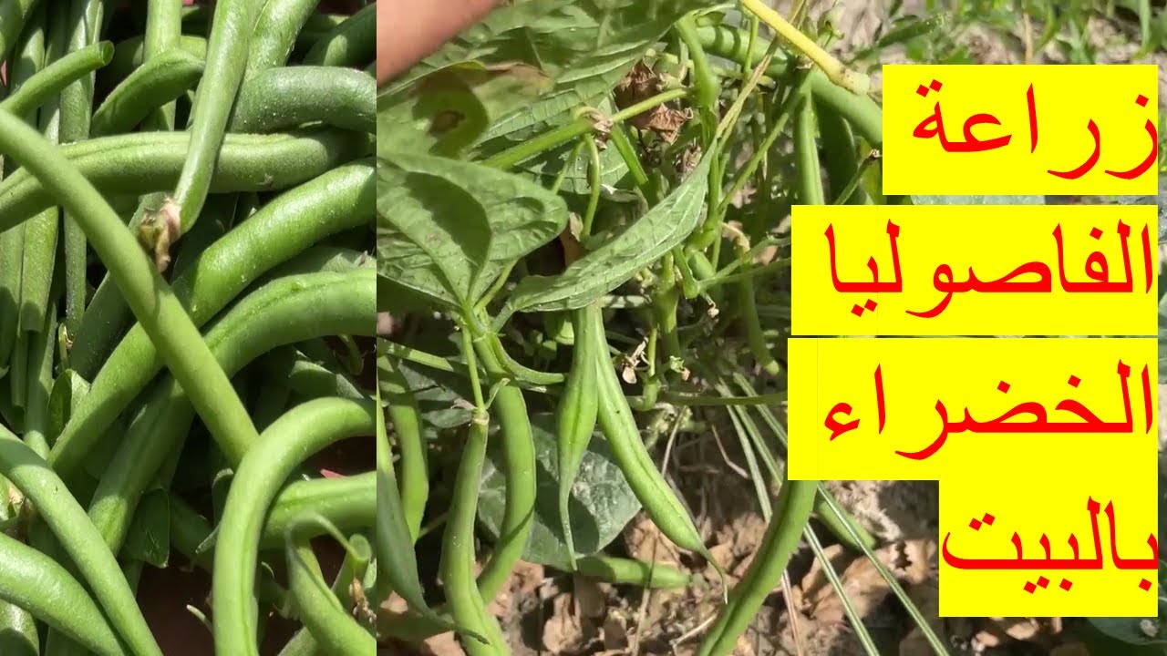 اسرار زراعة الفاصوليا الخضراء بالبيت والحصول علي انتاج وفير من القرون الخضراء