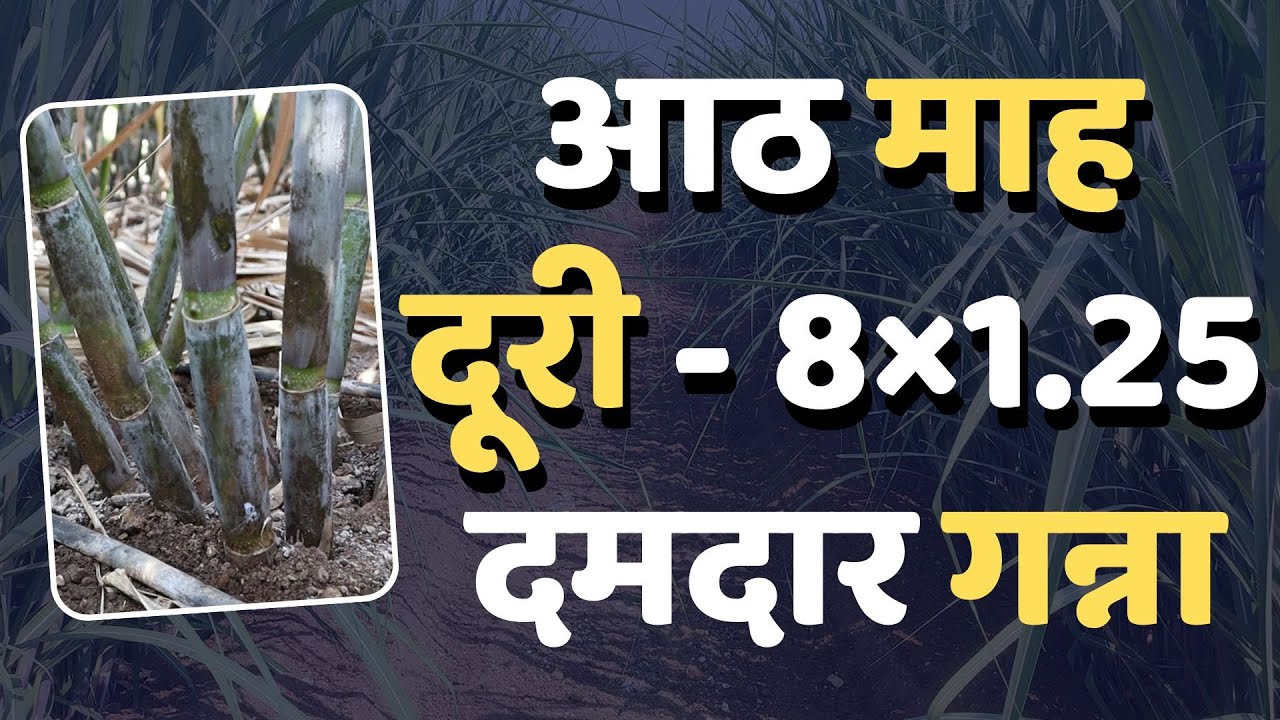 🔰आठ माह | दूरी - 8×1.25 | दमदार गन्ना |  डॉ. अंकुश चोरमुले | गन्ना मास्टर तंत्रज्ञान