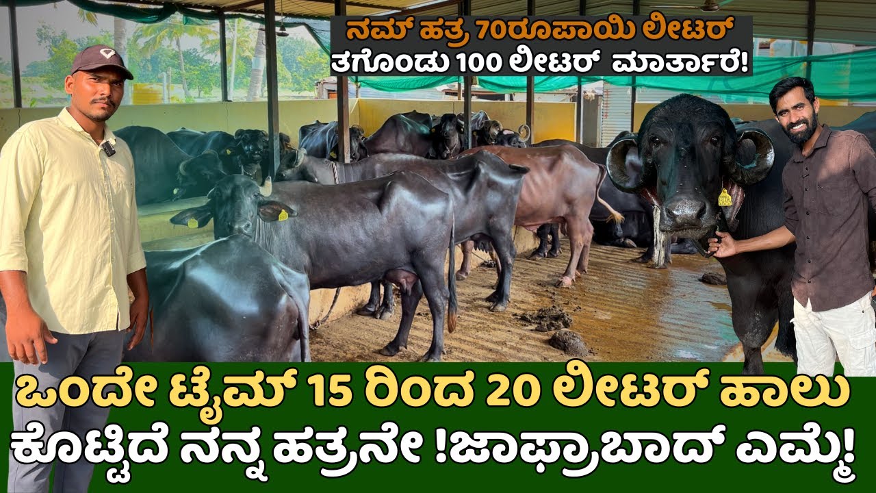ಒಂದೇ ಟೈಮ್15 ರಿಂದ 20ಲೀಟರ್ ಹಾಲು ಕೊಟ್ಟಿದೆ ನನ್ನ ಹತ್ರನೇ!ಜಾಫ್ರಾಬಾದ್ ಎಮ್ಮೆ|BUFFALO DAIRY FARM TOUR EP 02
