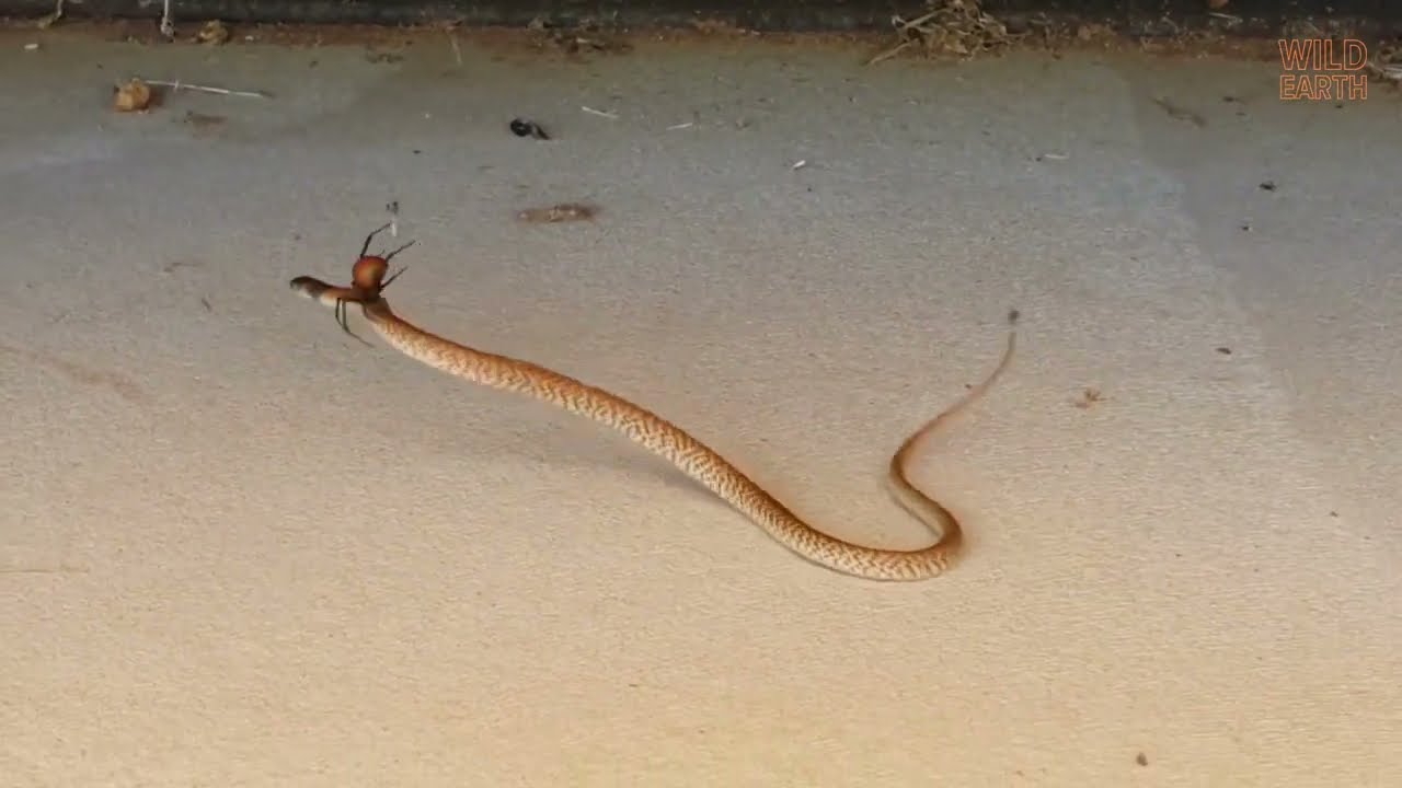 VEDOVA NERA AUSTRALIANA VS. SERPENTE BRUNO ORIENTALE
