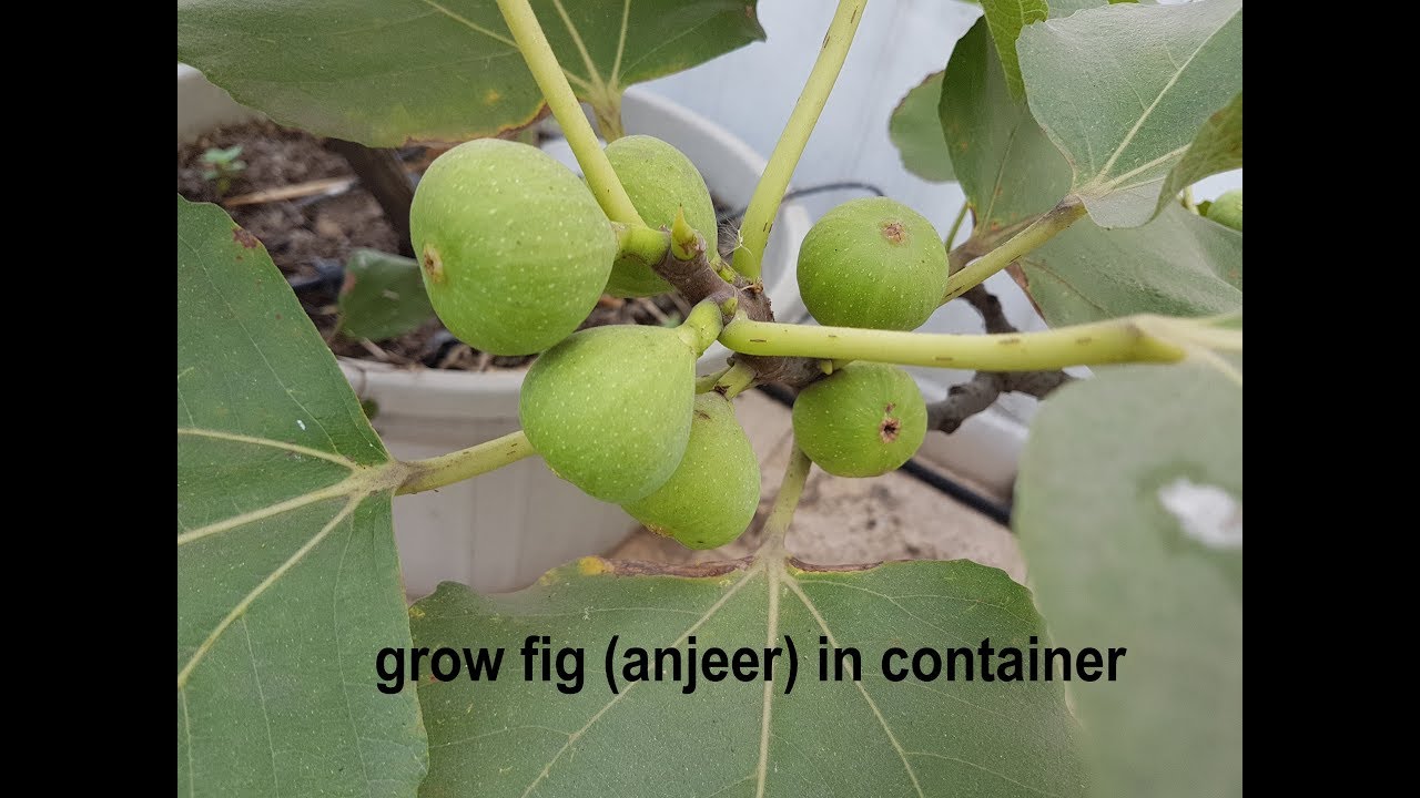 how to grow & care FIG (anjeer) plant in container on your terrace  ?