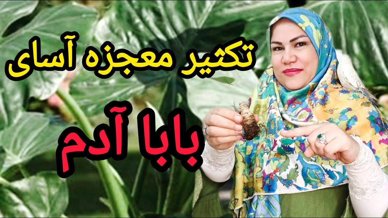 با گیاه بابا آدم، طبیعت را به خانه بیاورید: تکثر ساده ی بابا آدم  😎