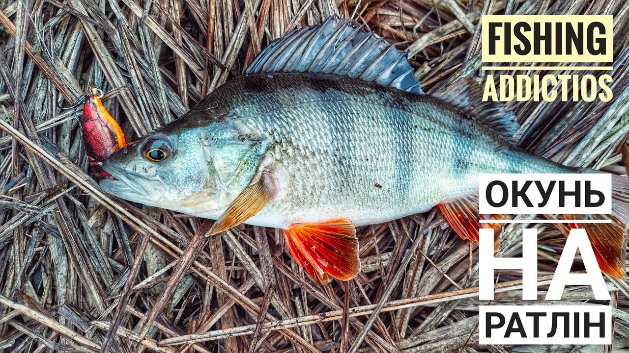 Остання відкрита вода перед кригою 🎣 Ловля окуня та щуки з човна | Micro Jig + Jackall TN50