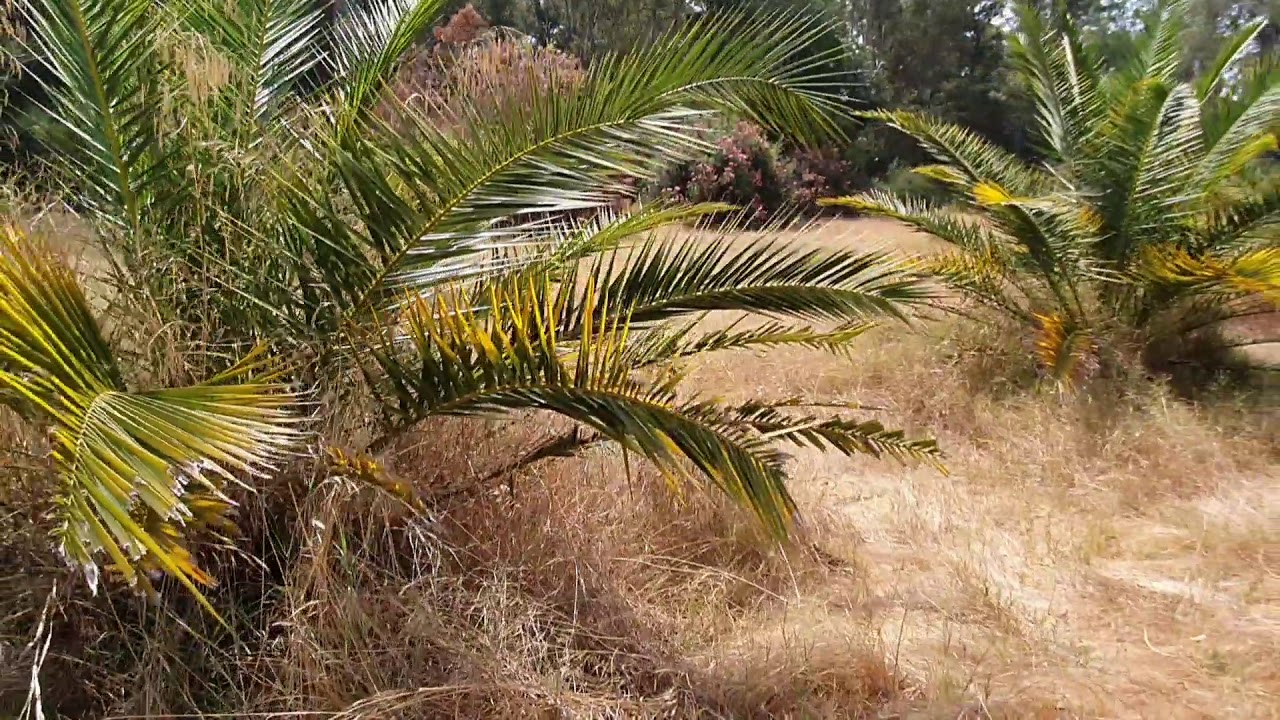 LAS PALMERAS en El Parroso (Villanueva del Río y Minas - Sevilla).