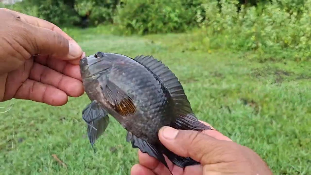 PESCARIA NÃO DEU NADA VOUTEI SEM PEIXE PB 