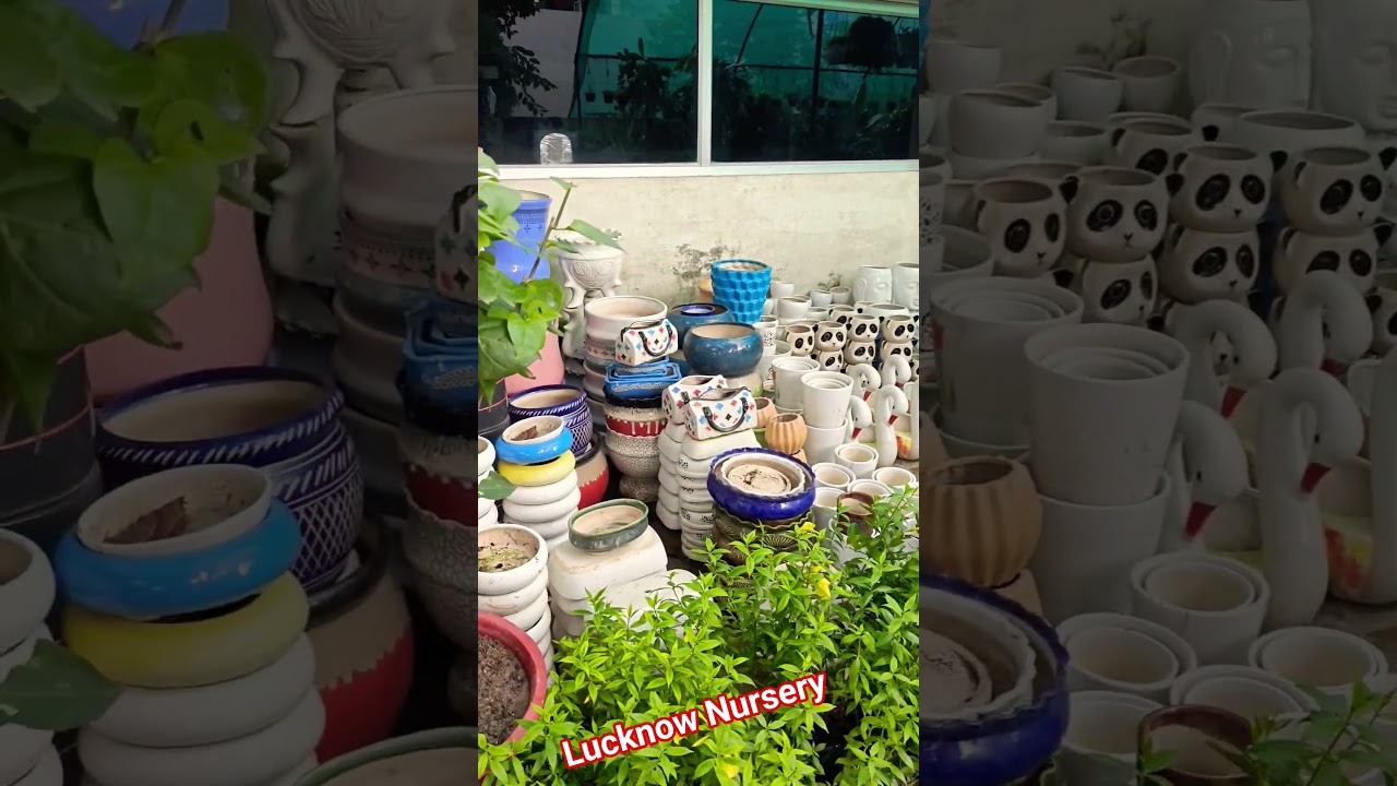 Lucknow Nursery Gomti Nagar|indoor plants|Lucknow Nursery visit|Gomti Nagar Nursery|#LucknowNursery