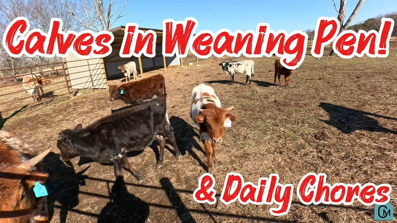 Calves get moved to the weaning pen and some farm chores! #farming #farm #farmlife #cattlefarming 