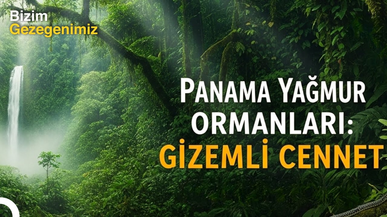 Panama Yağmur Ormanları: Bilim İnsanlarını Bile Şaşırtan Keşif! | Türkçe Dublaj Belgesel