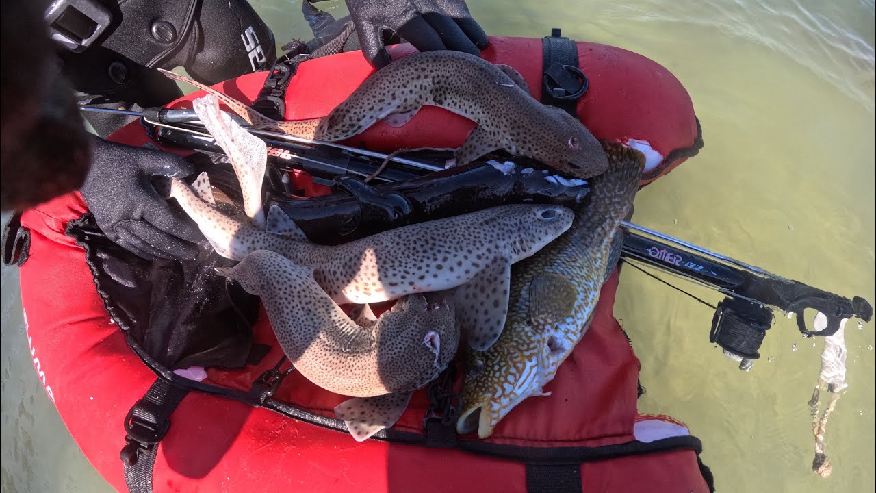 Chasse sous marine cap fr&eacute;hel ▶️ [rousette-congre-tourteau]