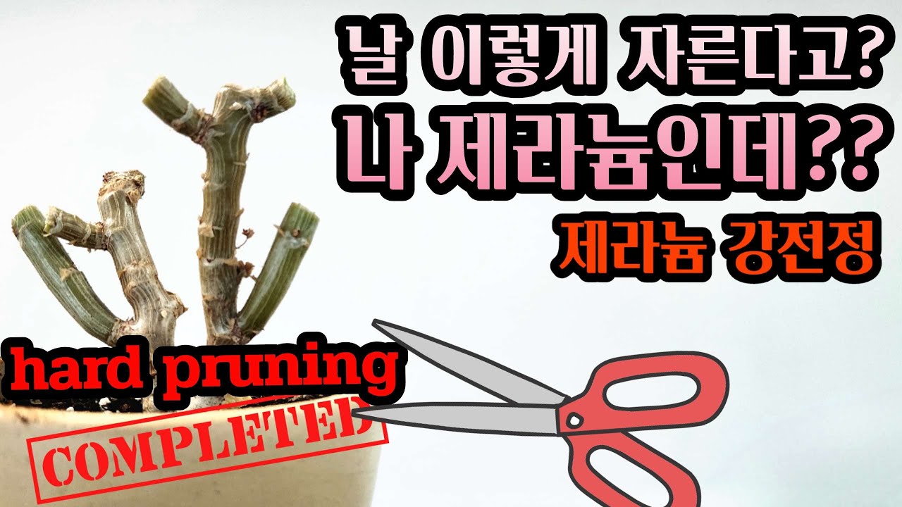 [4K] 제라늄 강전정이 필요한 이유! 제라늄 가지치기 어디까지 잘라야 할까요? How to hard prune pelargonium #제라늄 #pelargonium