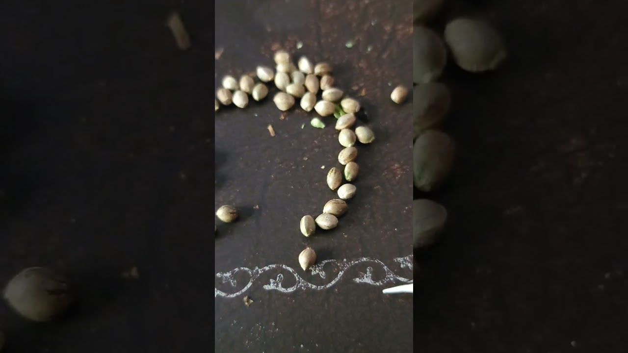 Can you pick out female cannabis seeds???