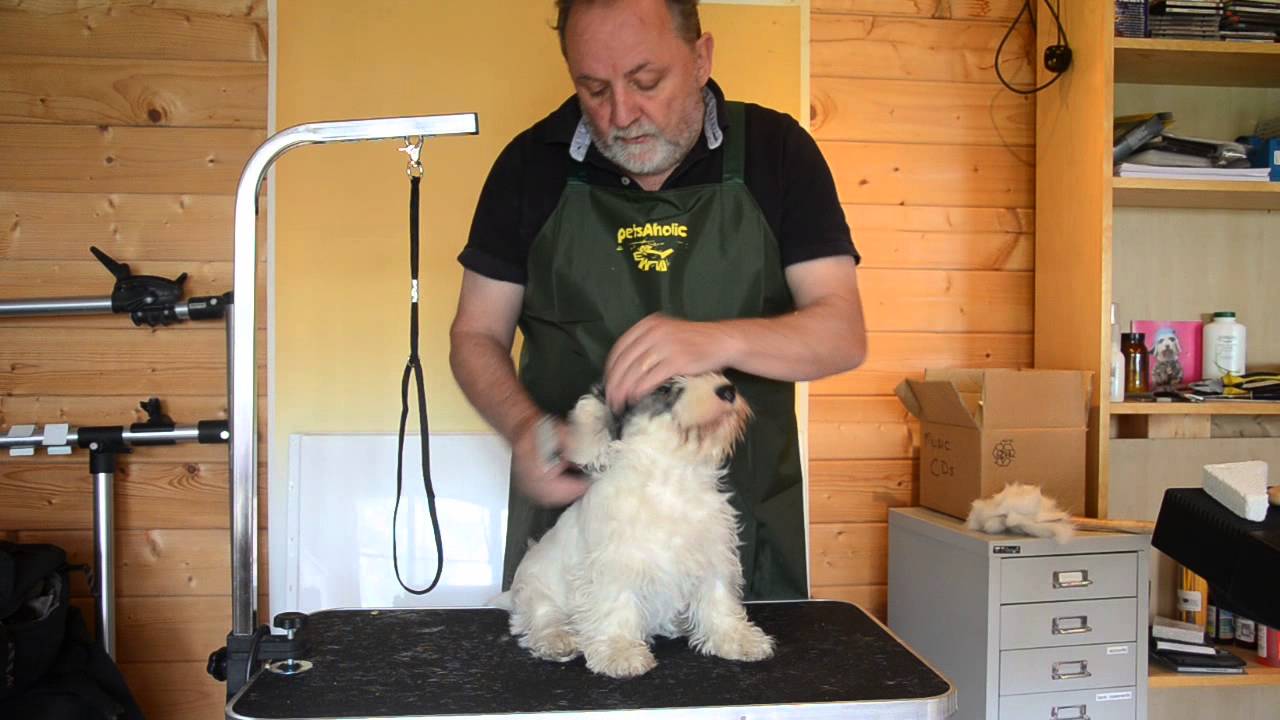 How to groom a wire coat on a Sealyham Westie and other small dogs