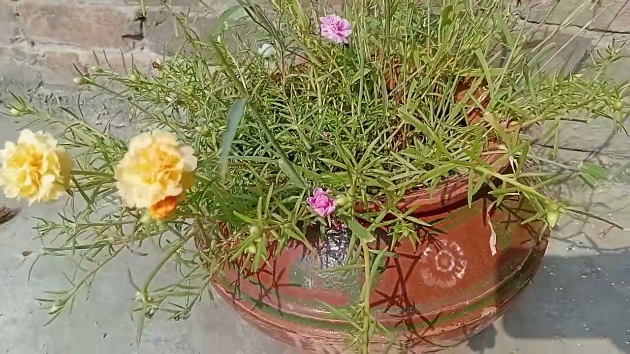 🌿 PLANTS FOR SALE! 💚 Gul-e-Dopahri, Aloe Vera, Money Plant & More! 