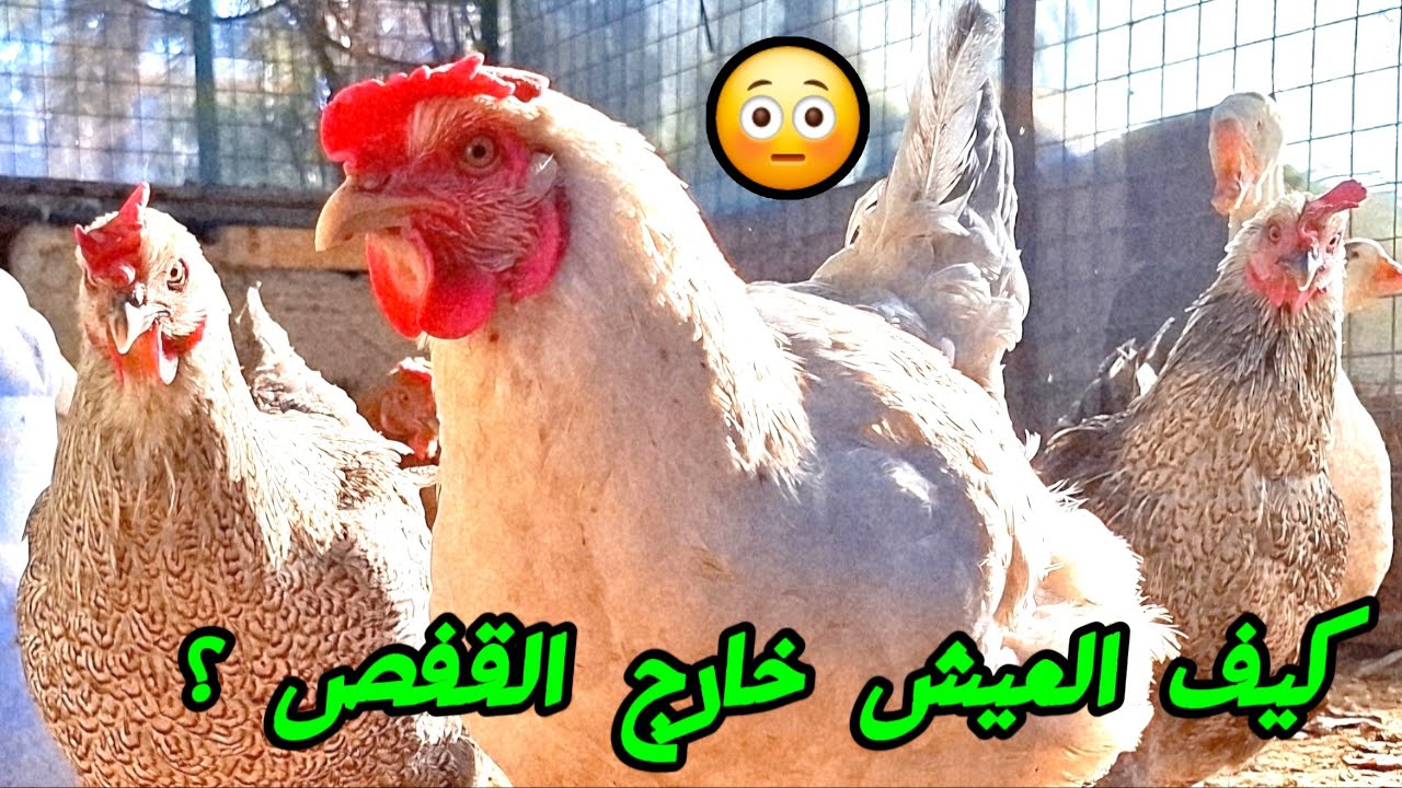 فتحنا الأقفاص… والباقي لم يكن متوقعاً🐤🦆🐶🐕🦌🐐🐓🦃🪿