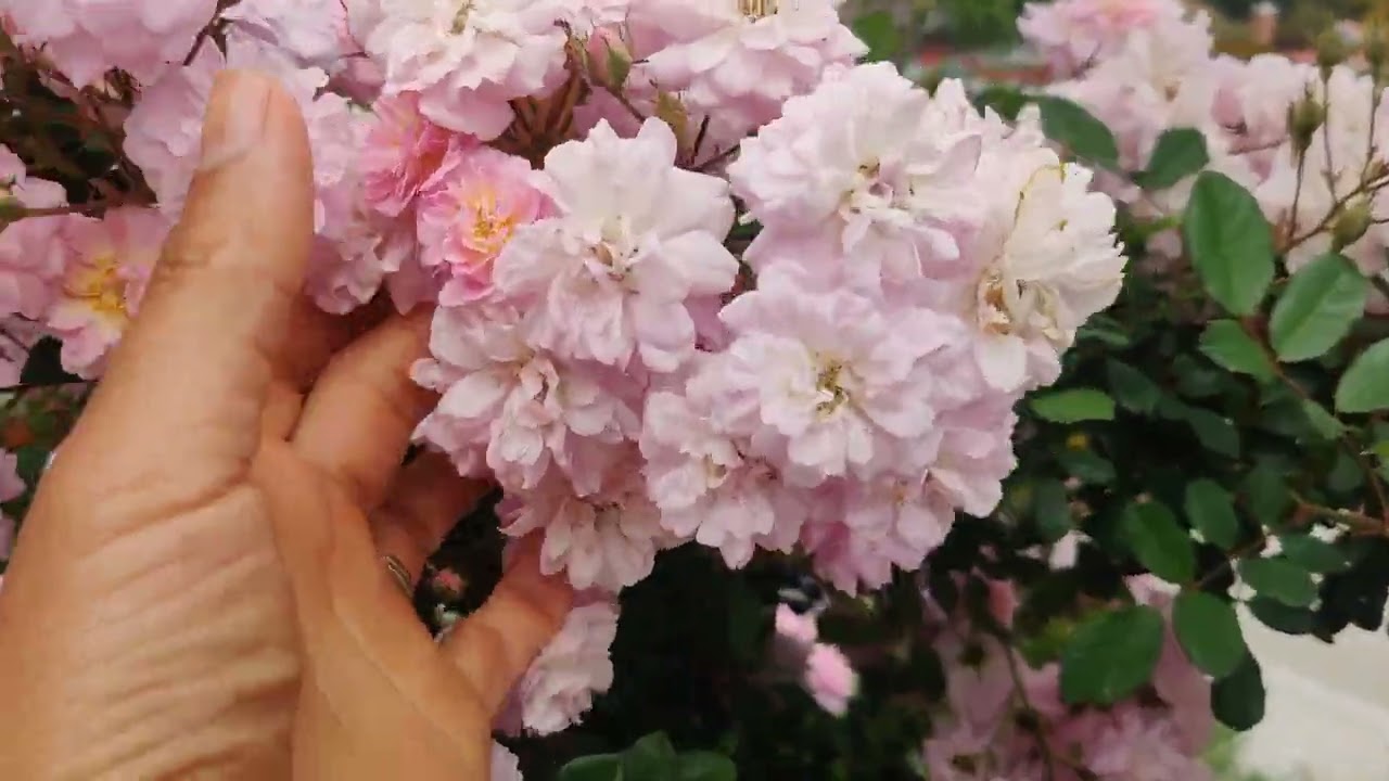 perfume breeze