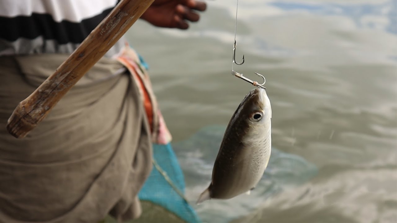 Fishing with bread as bait catching lot of Mullet fish