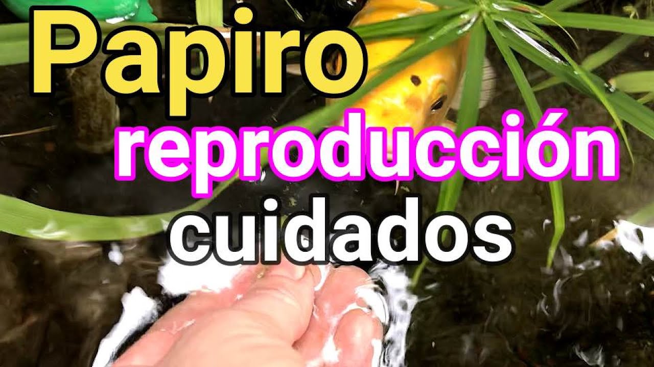 ❤️La planta DEL PAPIRO EN EL ESTANQUE, cuidados y reproducción