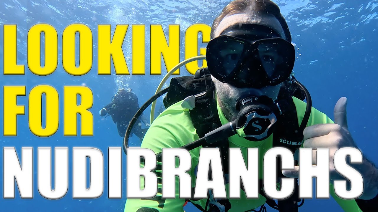 Searching For NUDIBRANCHS At Hanging Rock on Sunshine Coast 🇦🇺