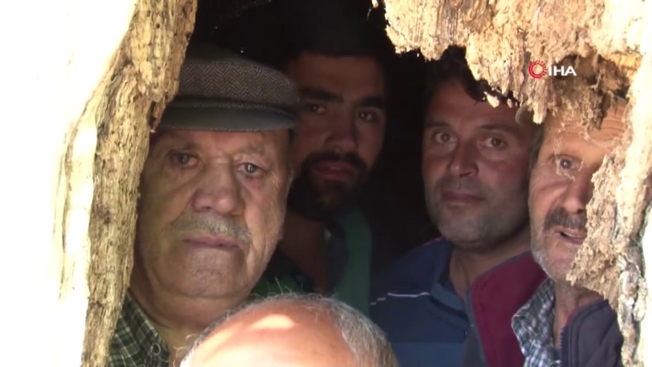 Kavak Ağacının Kovuğuna 5 Kişi Sığdı