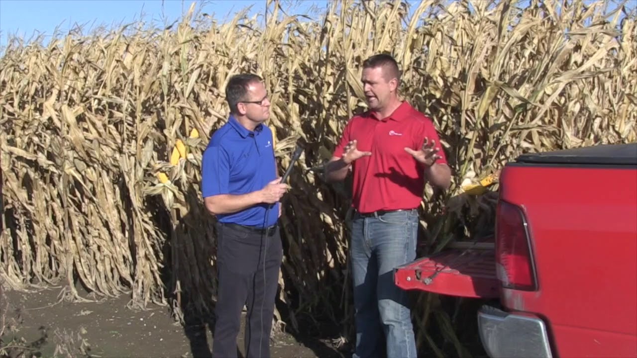Corn School: Boron Deficiency