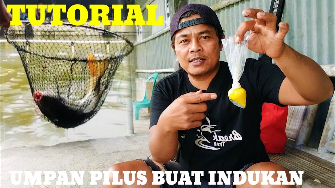 KHUSUS INDUKAN !! BEGINI CARA BUAT UMPAN PILUS GALAPUNG IKAN MAS 