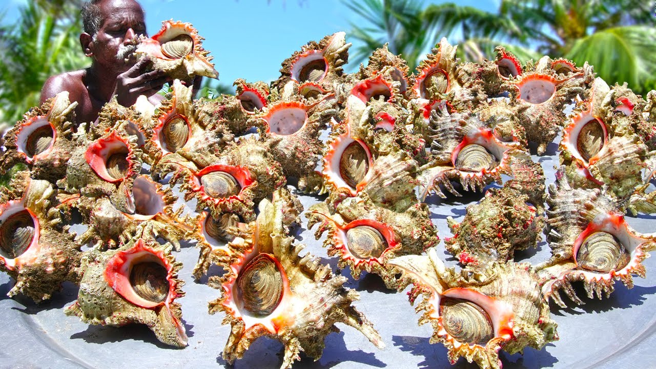 INDIAN OCEAN CONCH RECIPE | சங்கு கறி | Village Healthy Food | Delicious SEA Food | Village Grandpa