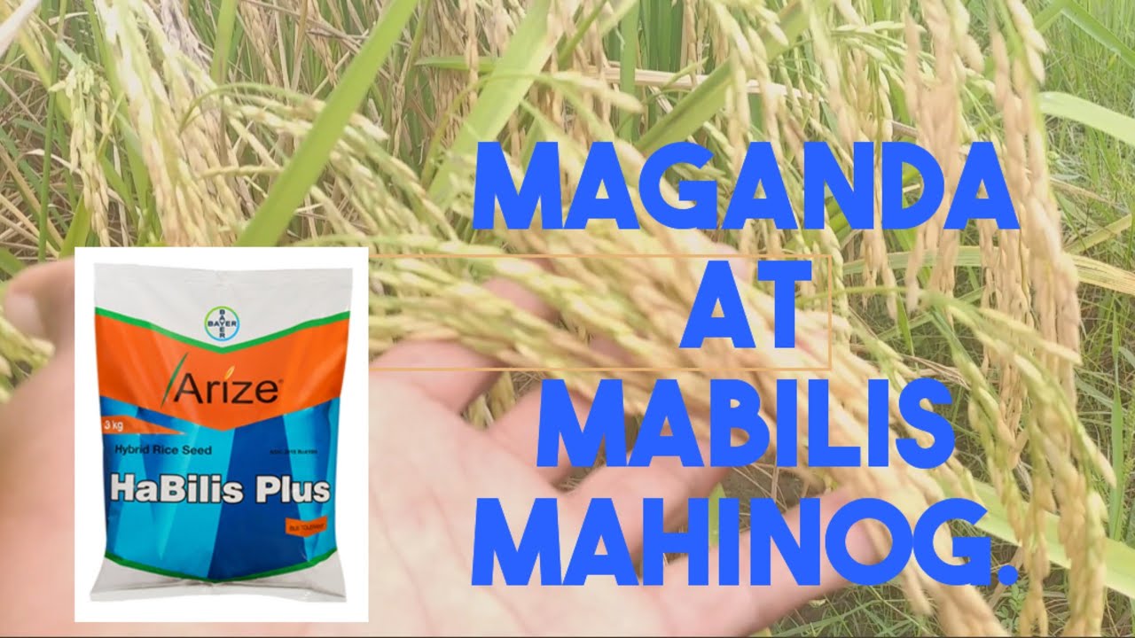 Hybrid rice, habilis plus./ Maganda at madali lang mahinog.( Palay update)