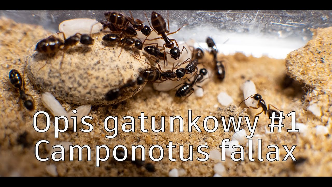 Opis gatunkowy Camponotus fallax