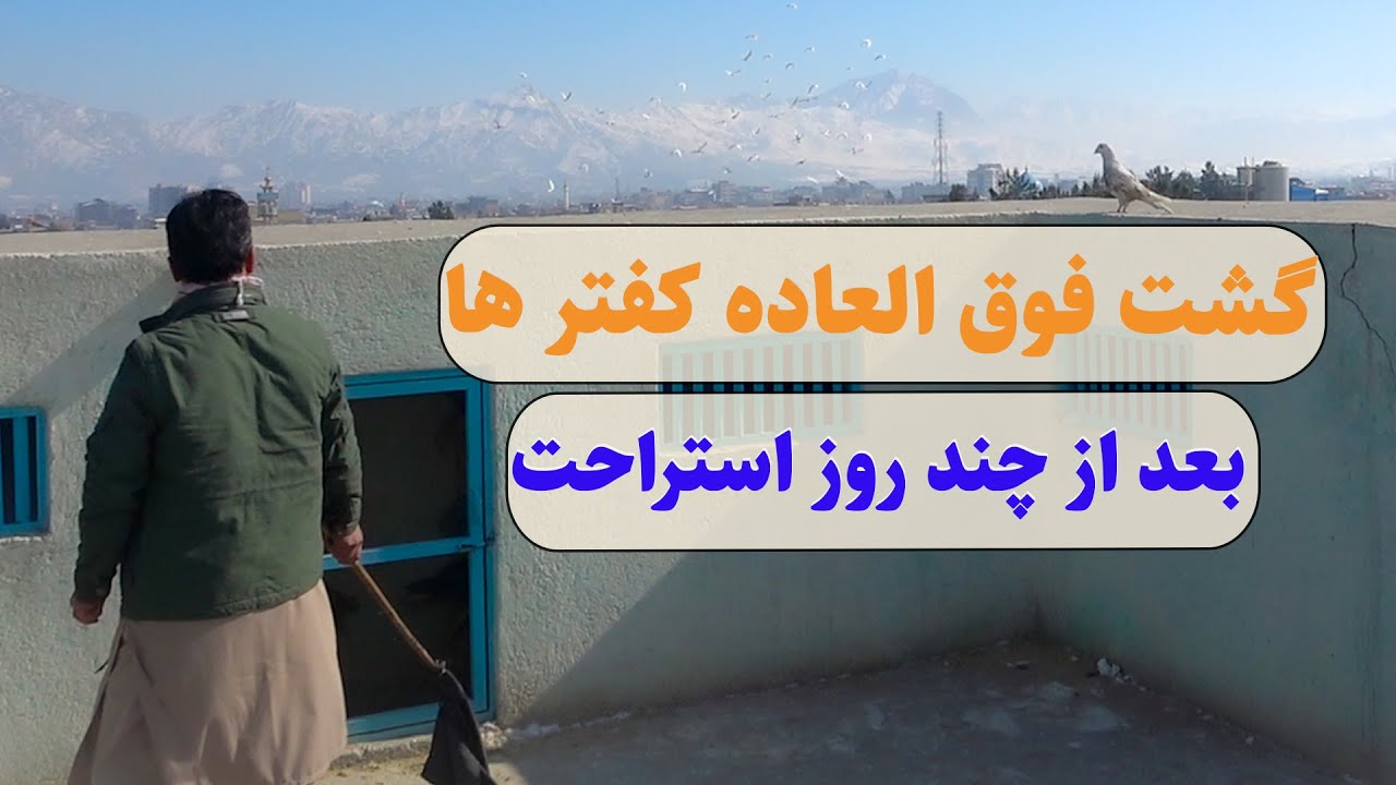 0441- گشت فوق العاده کفترها بعد از چند روز استراحت /AFghan Shawqi